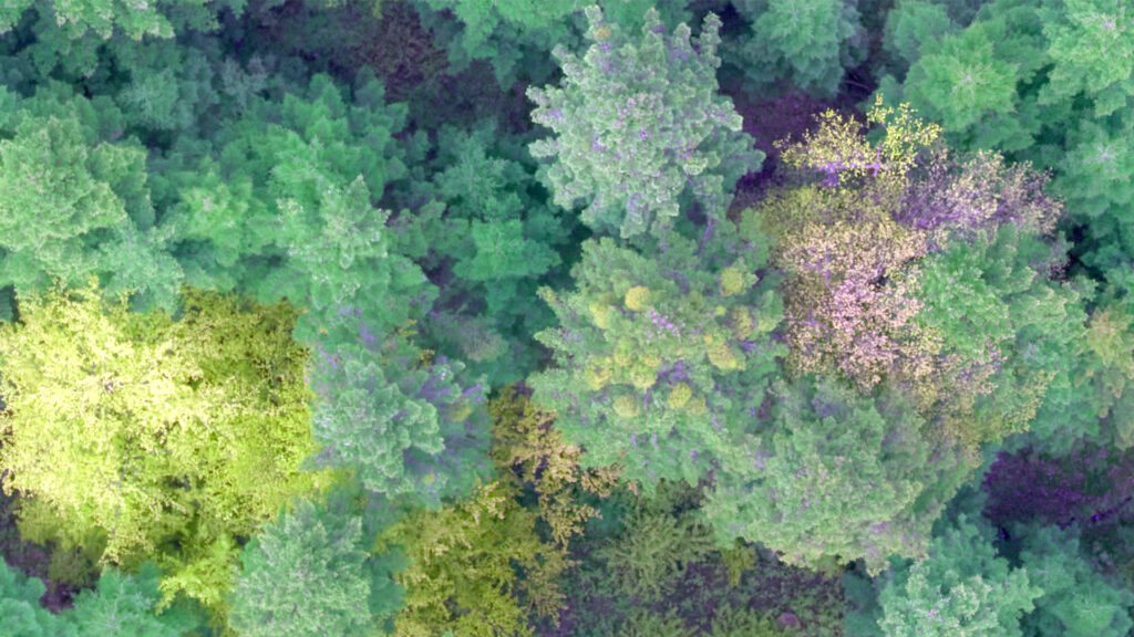 Aerial image showing forest health with PAS 280 camera on aircraft