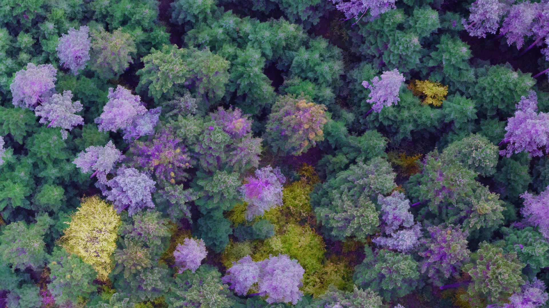 High-resolution aerial imaging for forest tree disease detection & transforming high-quality imagery into geospatial AI insights