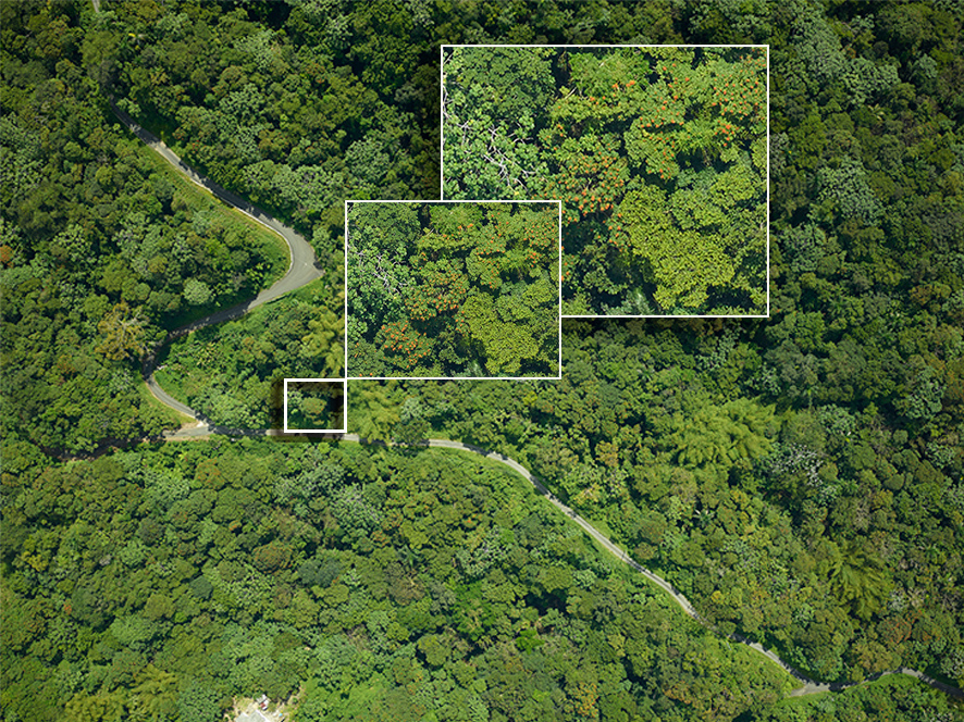 Finding Flowers with Fine-resolution Imagery